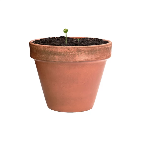 Flobba maggolyó