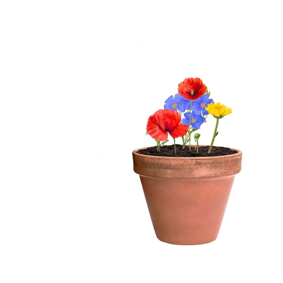 Flobba maggolyó